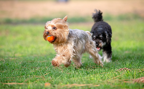 Dog Park