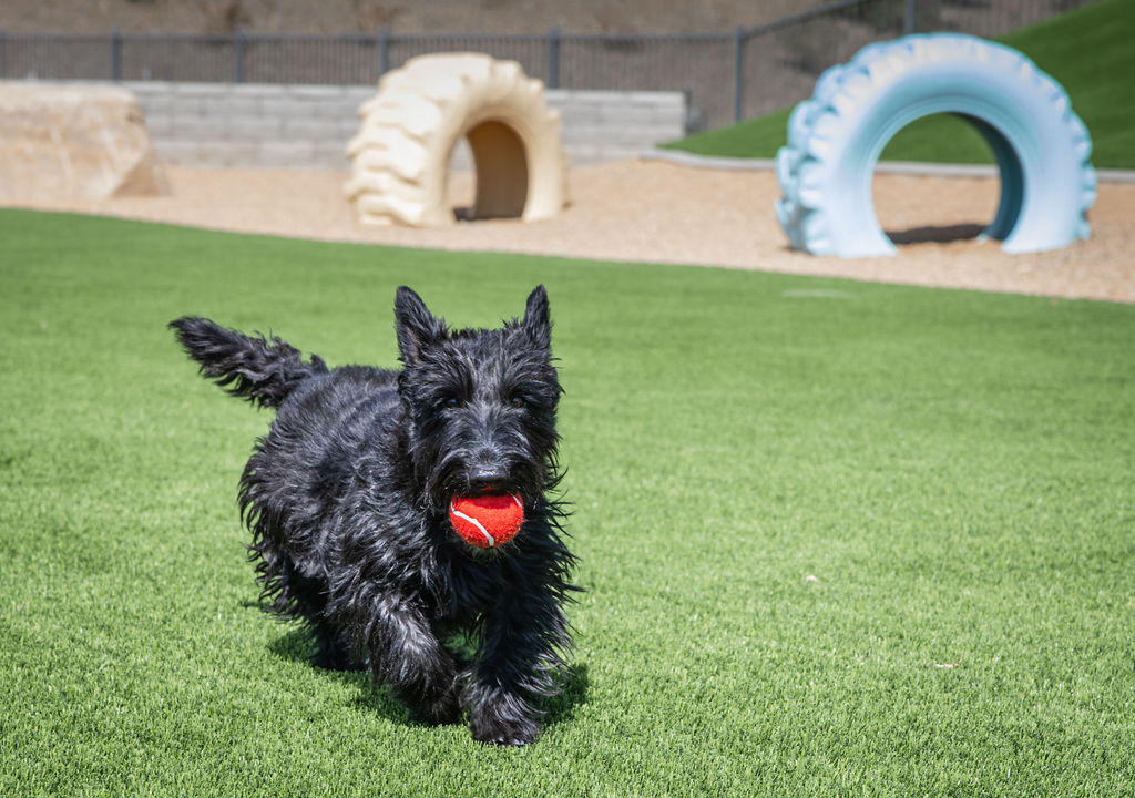 Dog Park at Jasper in Prescott, AZ by Capstone Homes