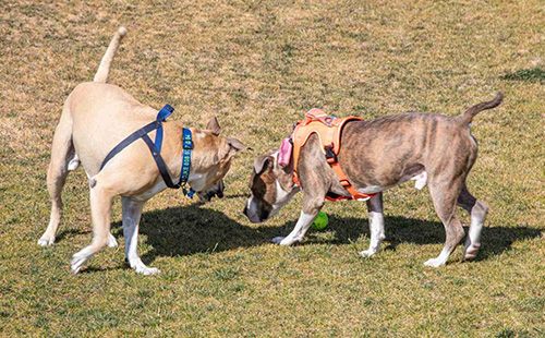Dog Park at Jasper in Prescott, AZ by Capstone Homes